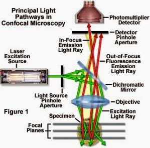 Schema che illustra il funzionamento della microscopia laser confocale