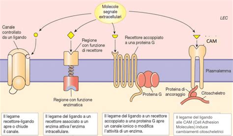 Schema che illustra il meccanismo della fotobiomodulazione a livello cellulare