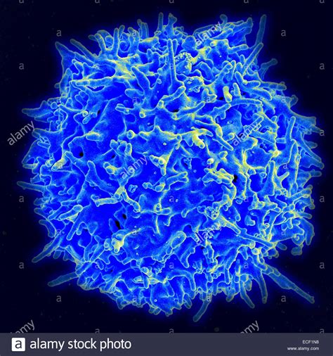 Linfociti T al microscopio
