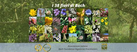 Illustrazione dei 38 Fiori di Bach con le loro corrispondenze emotive