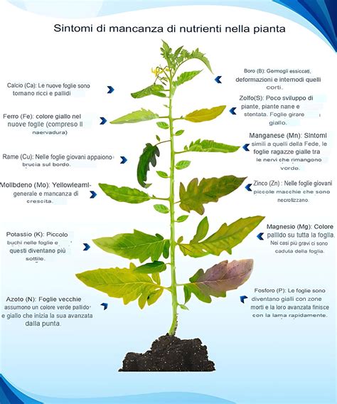 Infografica sui nutrienti essenziali per la salute dei capelli