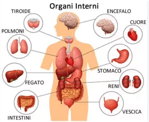 Schema del corpo umano che evidenzia le aree più colpite dall'orticaria acquagenica (collo, torace, braccia)