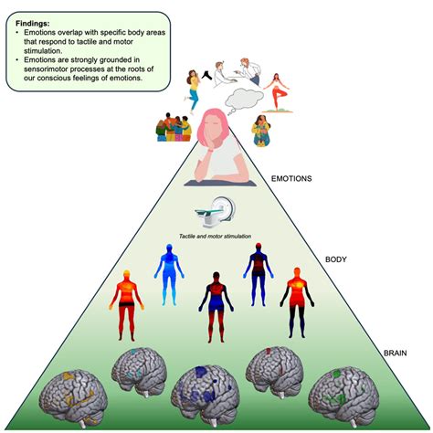 Mappa corporea che illustra le aree comuni di insorgenza della vitiligine