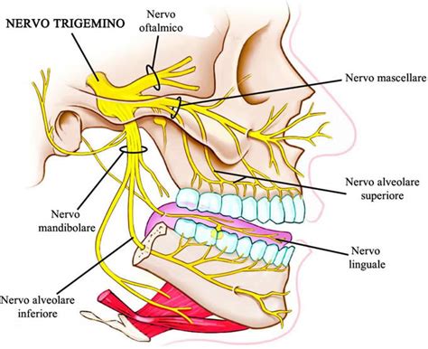 Schema del nervo trigemino e delle sue tre branche