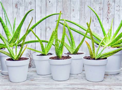 Aloe Vera plant