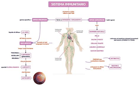 Schema del sistema immunitario umano