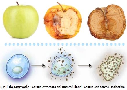 Schema che illustra l'azione dei radicali liberi sulla pelle