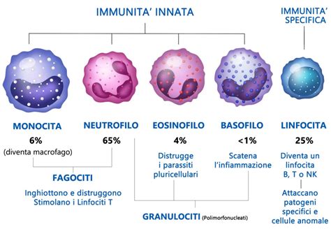Schema del sistema immunitario che attacca le cellule sane