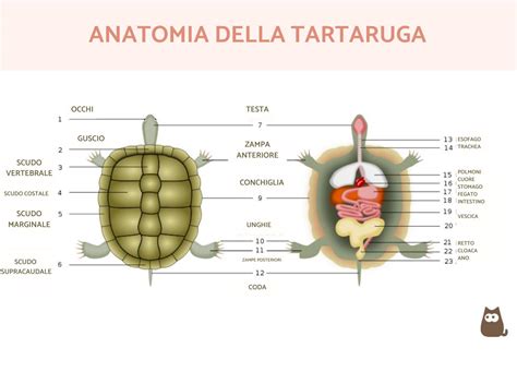 Schema anatomico del carapace di una tartaruga