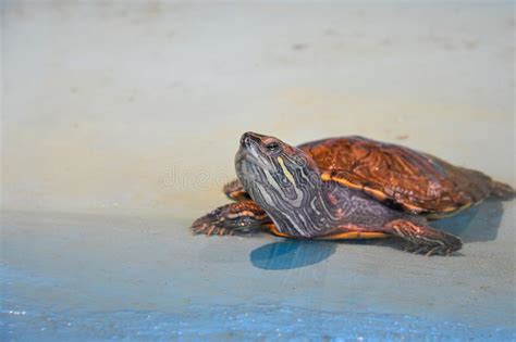 Tartaruga che fa un bagno di sole