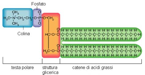 Struttura molecolare di un lipide