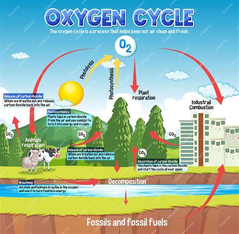 diagramma del ciclo del sebo