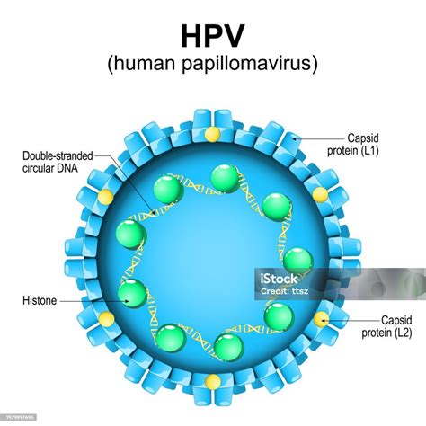 Schema del virus HPV e del suo ciclo vitale sulla pelle