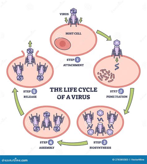 Diagramma del ciclo di vita del virus Varicella-Zoster nel corpo umano