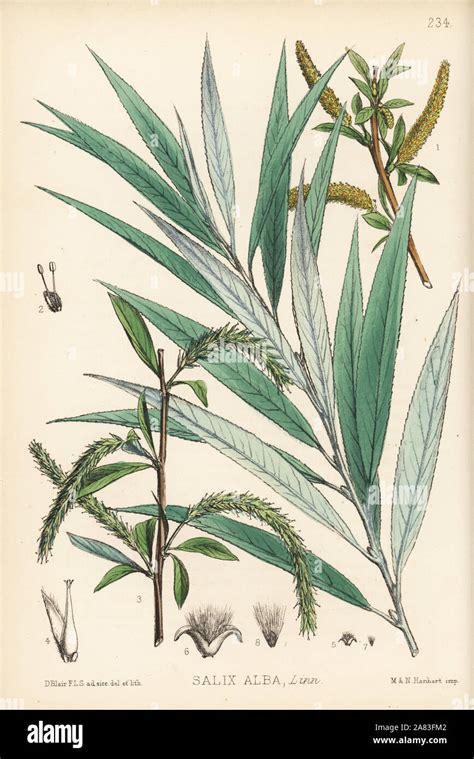 Illustrazione botanica del Salix alba