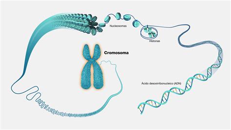 Schema del cromosoma 16 con la regione MC1R evidenziata