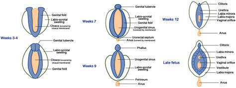illustrazione sinechie vulvari