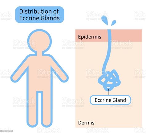 Diagramma delle ghiandole sudoripare nel corpo umano