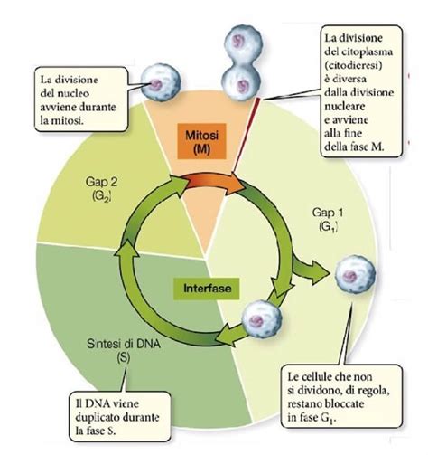 Diagramma che illustra le fasi di divisione cellulare (mitosi)