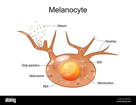 Illustrazione scientifica della pelle con melanociti che producono melanina