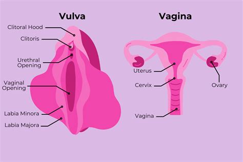 Anatomia della vulva e della vagina