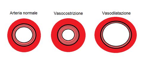 Schema della vasodilatazione