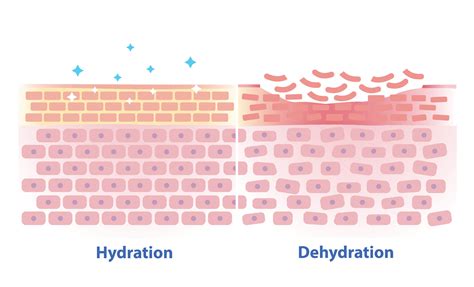Diagram showing skin hydration levels before and after application of the cream