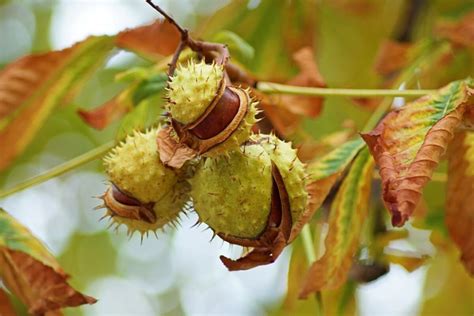 Pianta di ippocastano con i suoi frutti