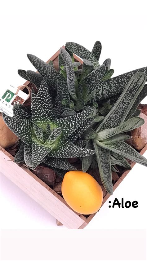 Illustrazione delle proprietà benefiche degli ingredienti naturali per la circolazione