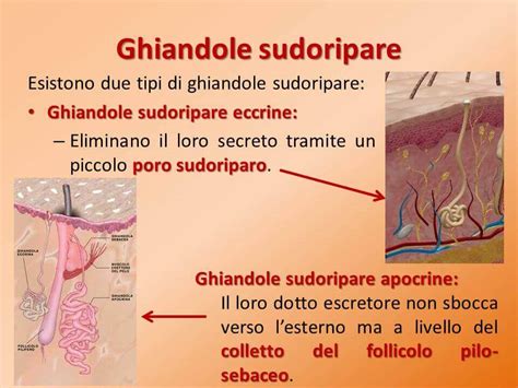 Diagramma della pelle umana che mostra le ghiandole sudoripare e i dotti