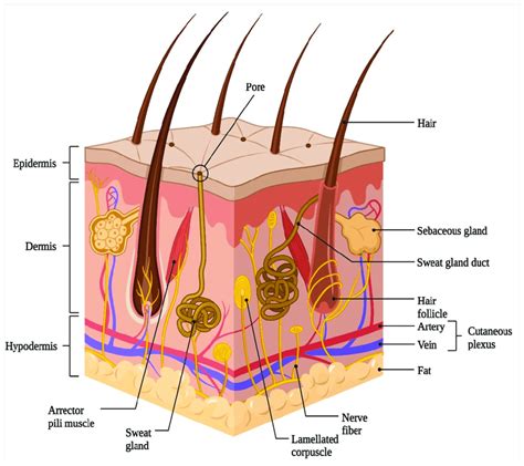Schematic representation of skin layers