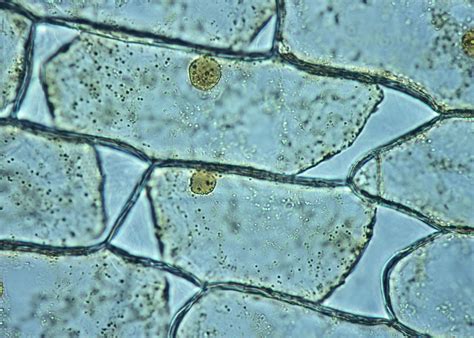 Microscopio che osserva cellule cutanee