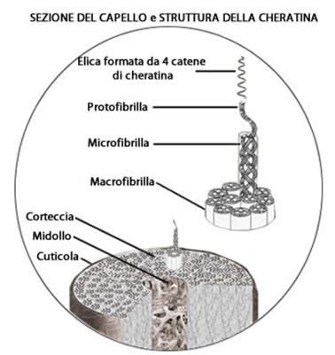 molecole di cheratina e caffeina