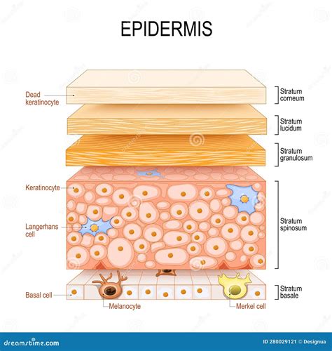 Illustrazione scientifica dell'epidermide umana con evidenziate le cellule infiammatorie