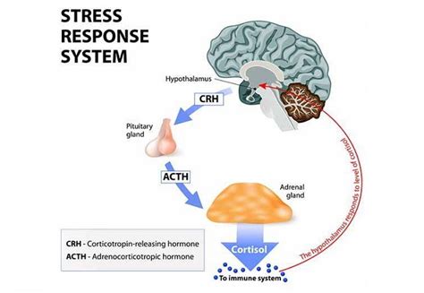 Diagramma che illustra la connessione tra stress, sistema immunitario e pelle