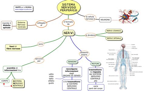 Schema del sistema nervoso con evidenziati i gangli sensoriali