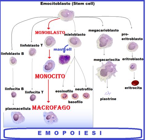 Struttura di un mastocita