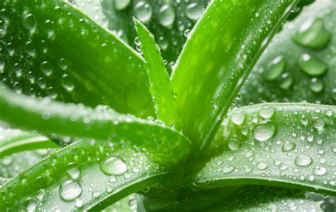 pianta di aloe vera con gocce di gel