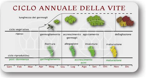 Diagramma del ciclo di vita dell'acido salicilico nelle piante