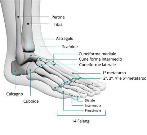 Diagramma anatomico del piede bovino con enfasi sulla zona colpita dalla dermatite digitale