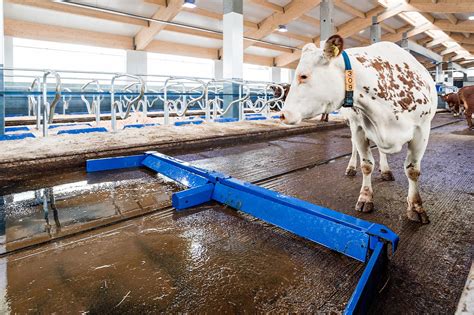 Illustrazione di un sistema di pulizia automatizzata per stalle bovine
