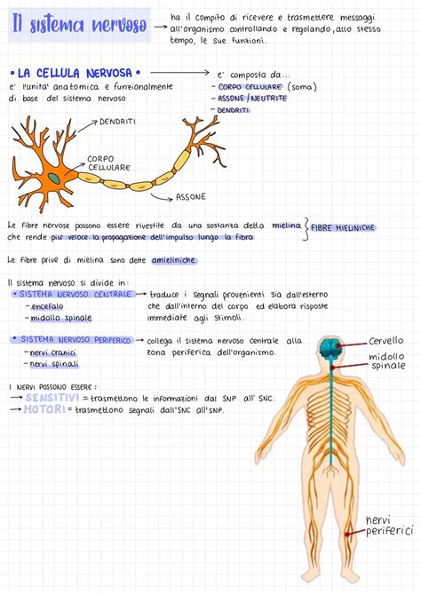Diagramma del sistema nervoso che controlla la sudorazione