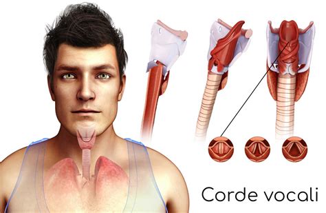 Anatomia della laringe e delle corde vocali