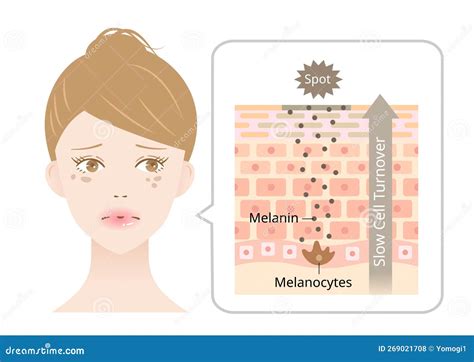 Schema che illustra l'azione dei principi attivi sulla melanina e sul collagene