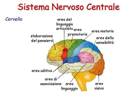 Diagramma del sistema nervoso centrale con aree infiammate