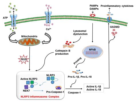 Struttura del gene NLRP3
