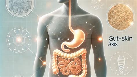 Schema che illustra l'asse intestino-pelle e l'influenza del microbiota sulla pelle