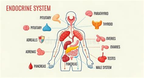 Diagramma del sistema endocrino umano