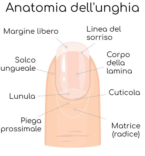 Struttura di un'unghia sana e unghia affetta da onicomicosi