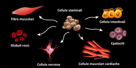 Illustrazione di una pelle sana con diversi tipi di cellule cutanee